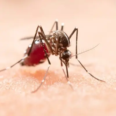 Dengue e a importância da Medicina Funcional Integrativa na prevenção